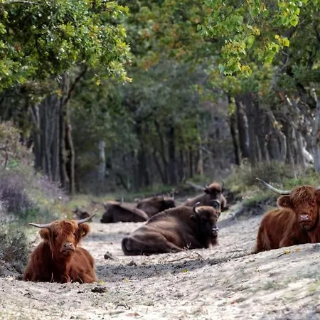 Lejlighed Spacious Eclectic Near Sea & Amsterdam